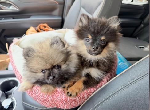 Two fluffy Pomeranian puppies sitting together in a car