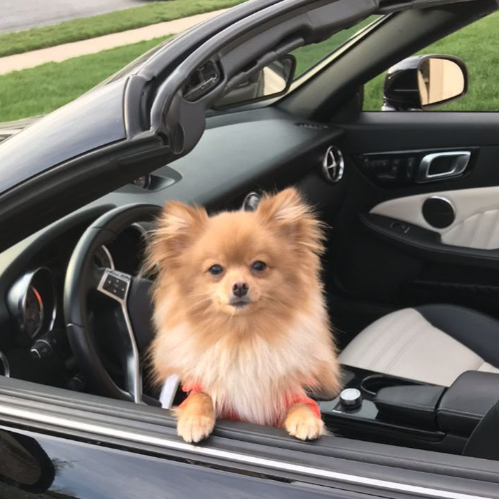 Pomeranian puppy being gently cared for