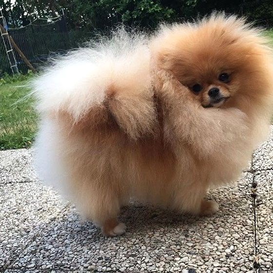 Pomeranian puppy at home