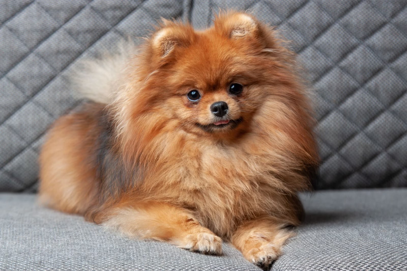 Beautiful Pomeranian puppy