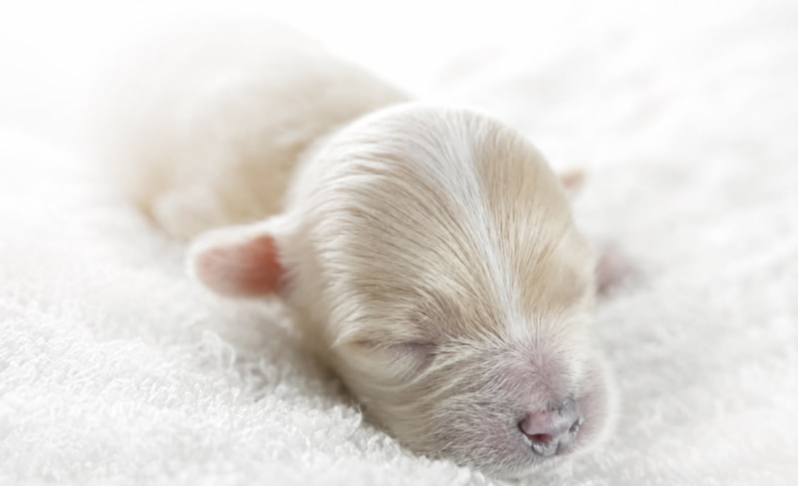 Newborn cream-colored puppy sleeping on a soft white blanket