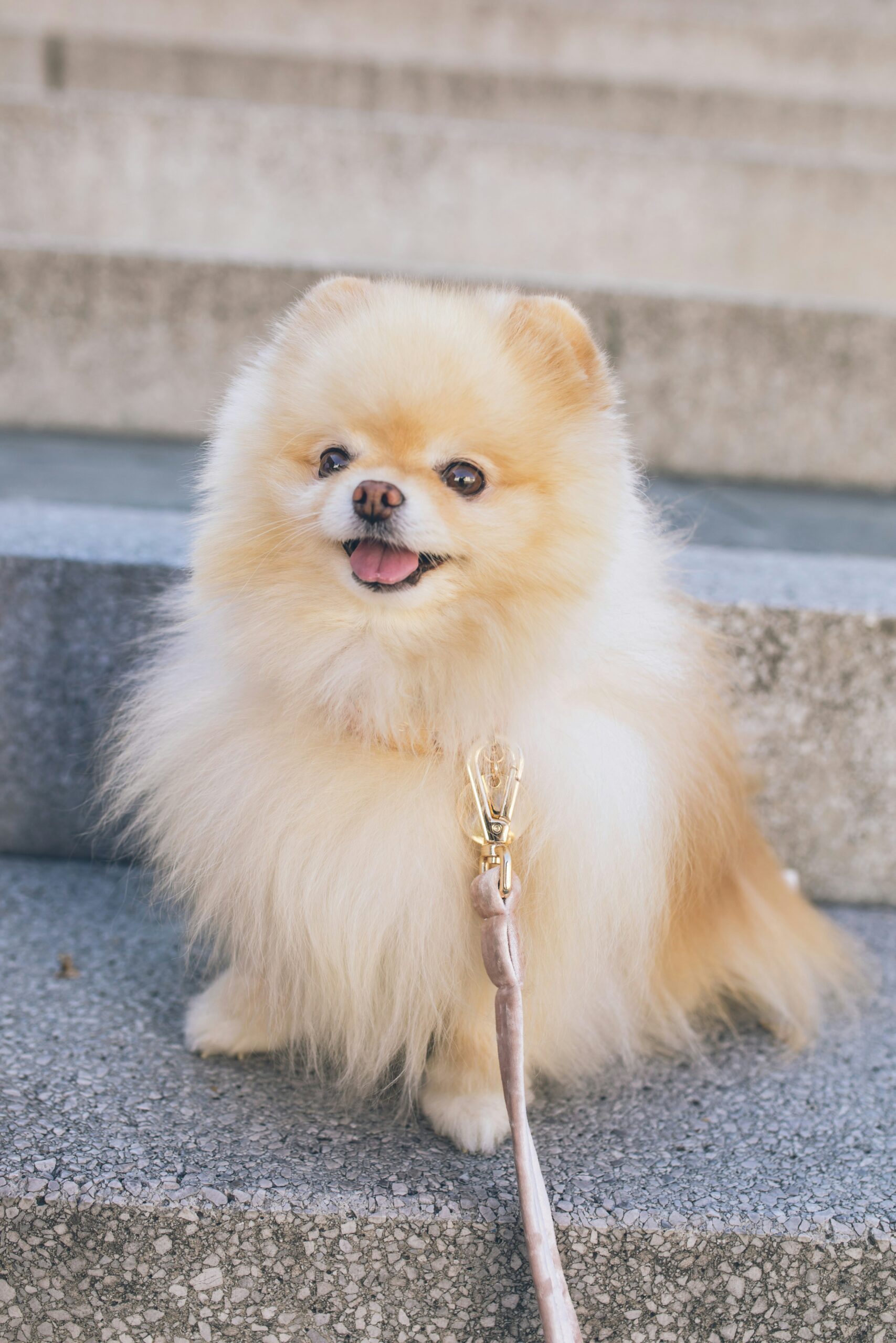 Fluffy cream-colored Pomeranian sitting on outdoor steps